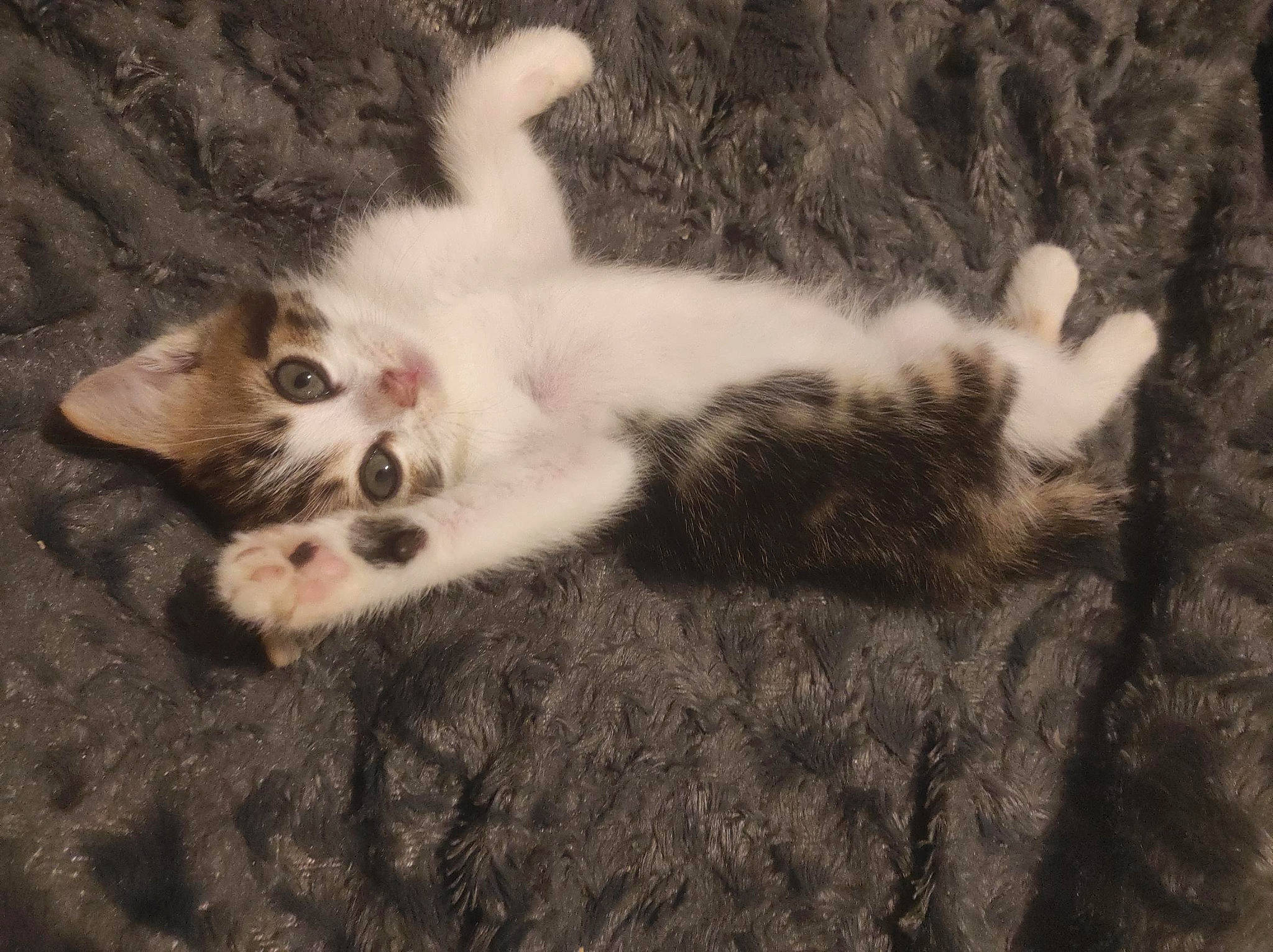 Kyubi a rejoint le concours — aidez-le/la à gagner de superbes lots ! canidae, carnivore, cat, claw, comfort, domestic_short_haired_cat, eye, fawn, felidae, fur, nap, paw, sleep, small_to_medium_sized_cats, snout, tail, terrestrial_animal, whiskers