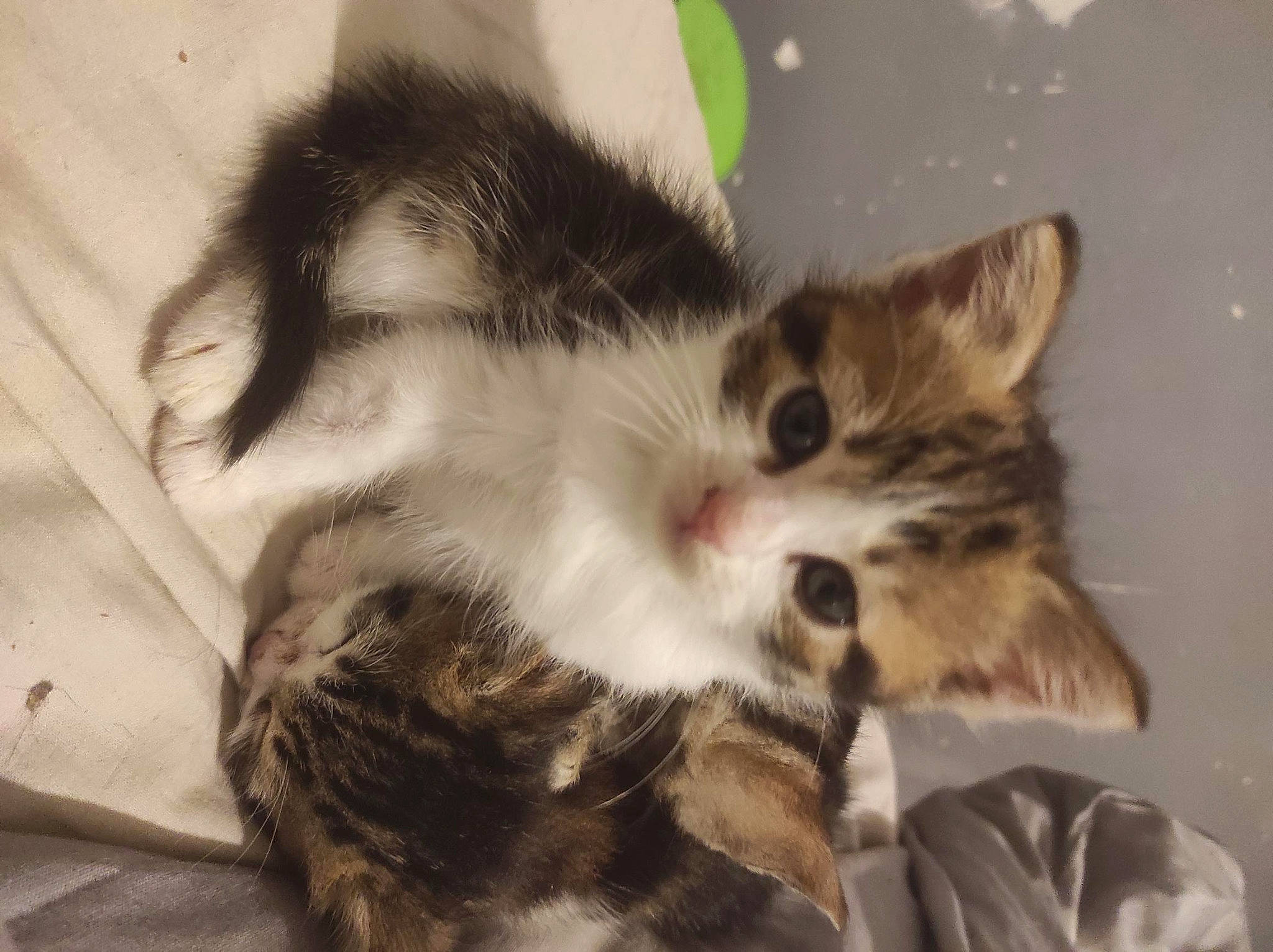 Kyubi a rejoint le concours — aidez-le/la à gagner de superbes lots ! carnivore, cat, claw, comfort, domestic_short_haired_cat, ear, felidae, fur, paw, sleep, small_to_medium_sized_cats, snout, tail, whiskers