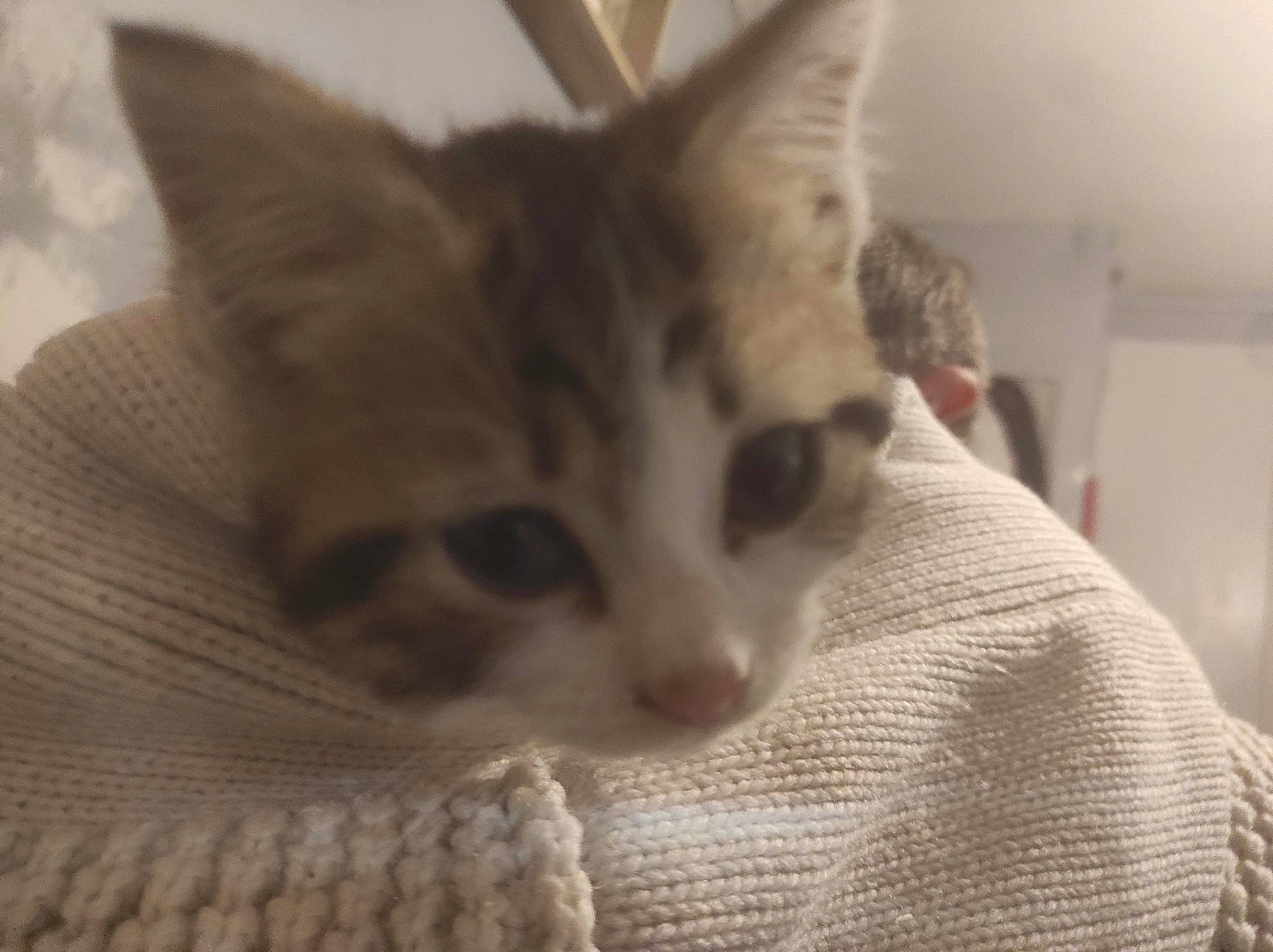 Kyubi participe au concours pour gagner de l'argent avec cette photo : carnivore, cat, claw, comfort, domestic_short_haired_cat, fawn, felidae, fur, iris, paw, small_to_medium_sized_cats, snout, tail, tree, whiskers, window, woolen, woven_fabric