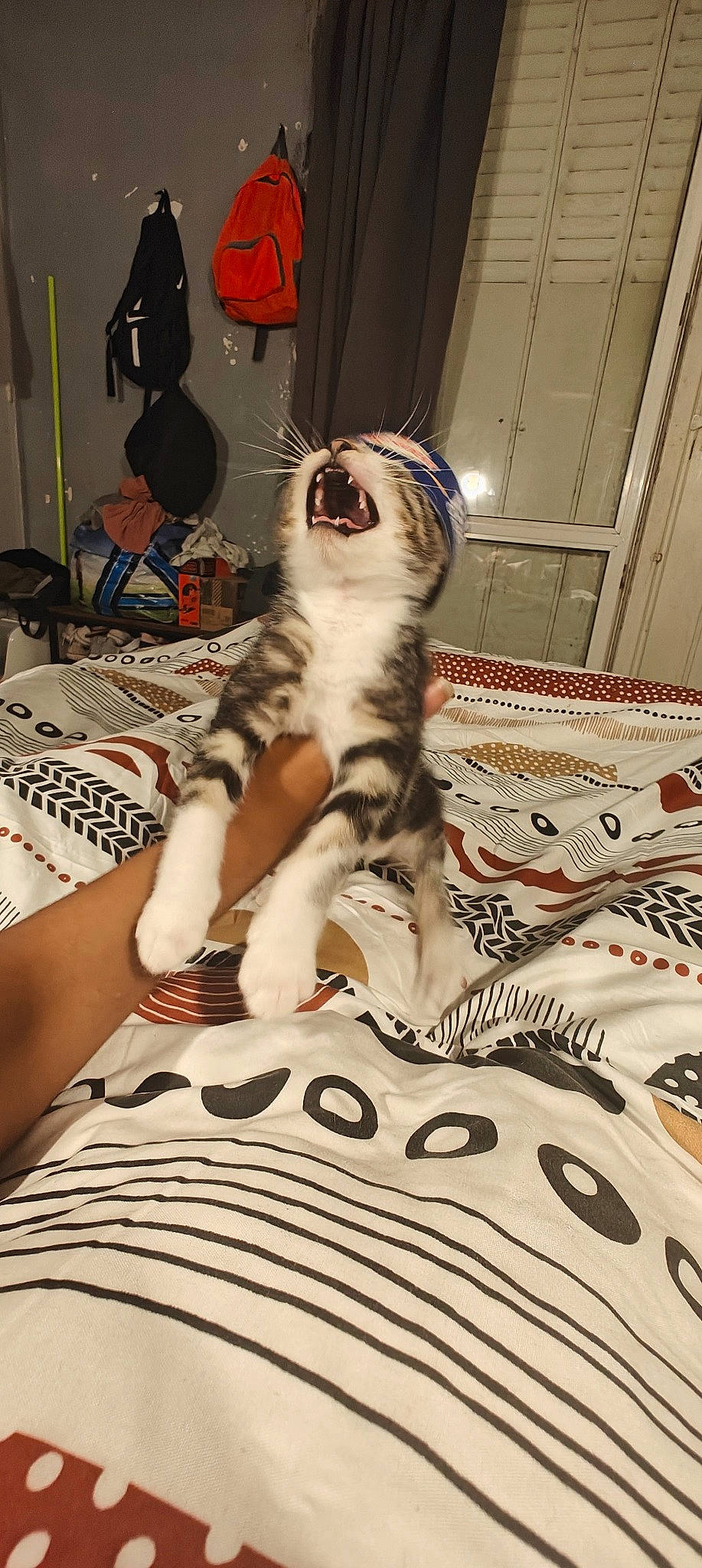 Mimolette participe au concours pour gagner de l'argent avec cette photo : bedding, carnivore, cat, comfort, domestic_short_haired_cat, door, fawn, felidae, floor, flooring, fur, human_leg, linens, pattern, paw, room, small_to_medium_sized_cats, textile, whiskers, wood