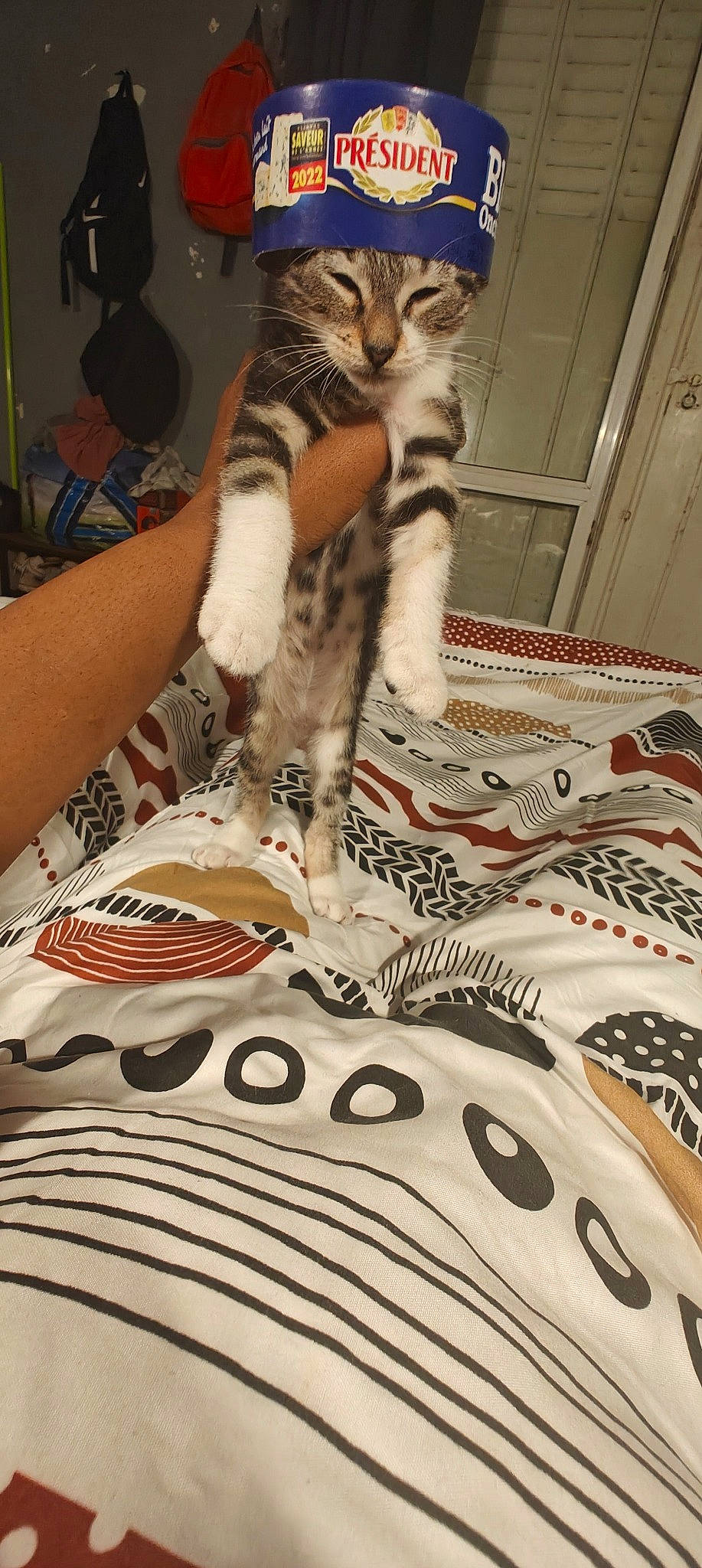 Mimolette a rejoint le concours — aidez-le/la à gagner de superbes lots ! art, carmine, carnivore, carpet, cat, comfort, domestic_short_haired_cat, fashion_design, felidae, flooring, fur, human_leg, linens, pattern, remote_control, small_to_medium_sized_cats, tail, textile, thigh, whiskers