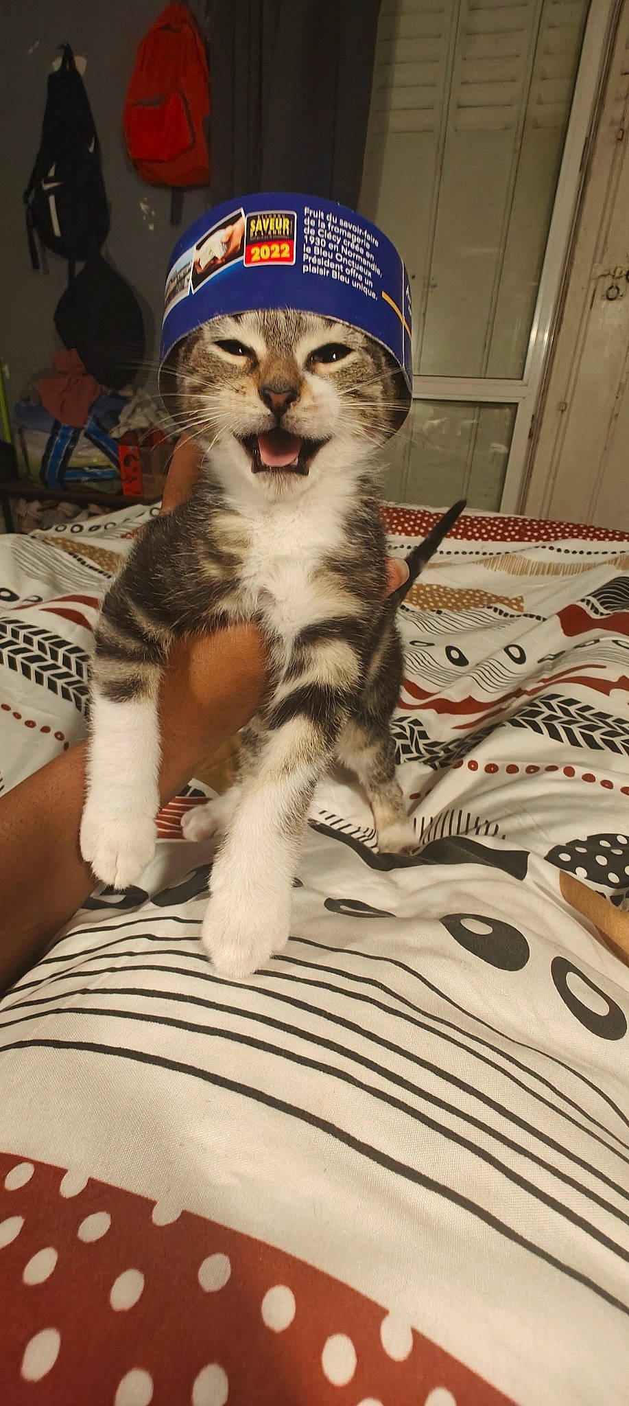 Mimolette participe au concours pour gagner de l'argent avec cette photo : bedding, carnivore, cat, claw, comfort, domestic_short_haired_cat, felidae, flooring, fur, hat, linens, pattern, paw, publication, recreation, room, small_to_medium_sized_cats, tail, terrestrial_animal, whiskers