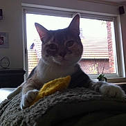 Virgule a rejoint le concours — aidez-le/la à gagner de superbes lots !