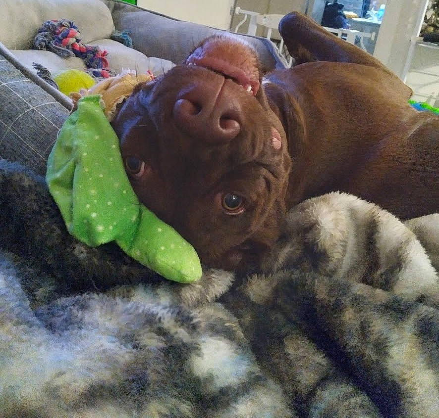 Blanche is registered to the contest to win money with this photo: bedding, canidae, comfort, companion_dog, couch, dog_breed, fawn, fur, grass, linens, liver, plush, snout, sporting_group, stuffed_toy, terrestrial_animal, toy, wood, working_animal, wrinkle