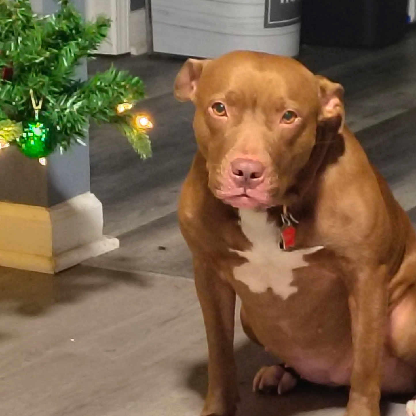Nova