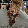 animal, brown_dog, carpet, christmas_decorations, christmas_tree, cozy, curious, dog, floor, gift_box, holiday, indoor, looking_at_camera, lying_down, ornaments, paws, pet, presents, rug, wooden_floor