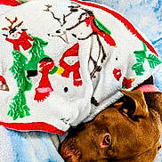 Nova is registered to the contest to win money with this photo: animal, blanket, blue_background, brown_dog, comfort, cozy, dog, ear, eye, fur, green_leaves, holiday_blanket, indoor, lying_down, pet, red_scarf, reindeer, resting, snowman, soft_texture