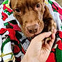 Nova joined the competition — help win amazing prizes! blanket, bond, brown_dog, canine, caring, close_up, colorful_blanket, comfort, companion, dog, eyes, friendship, fur, hand, indoor, paw, pet, snout, touch, warmth