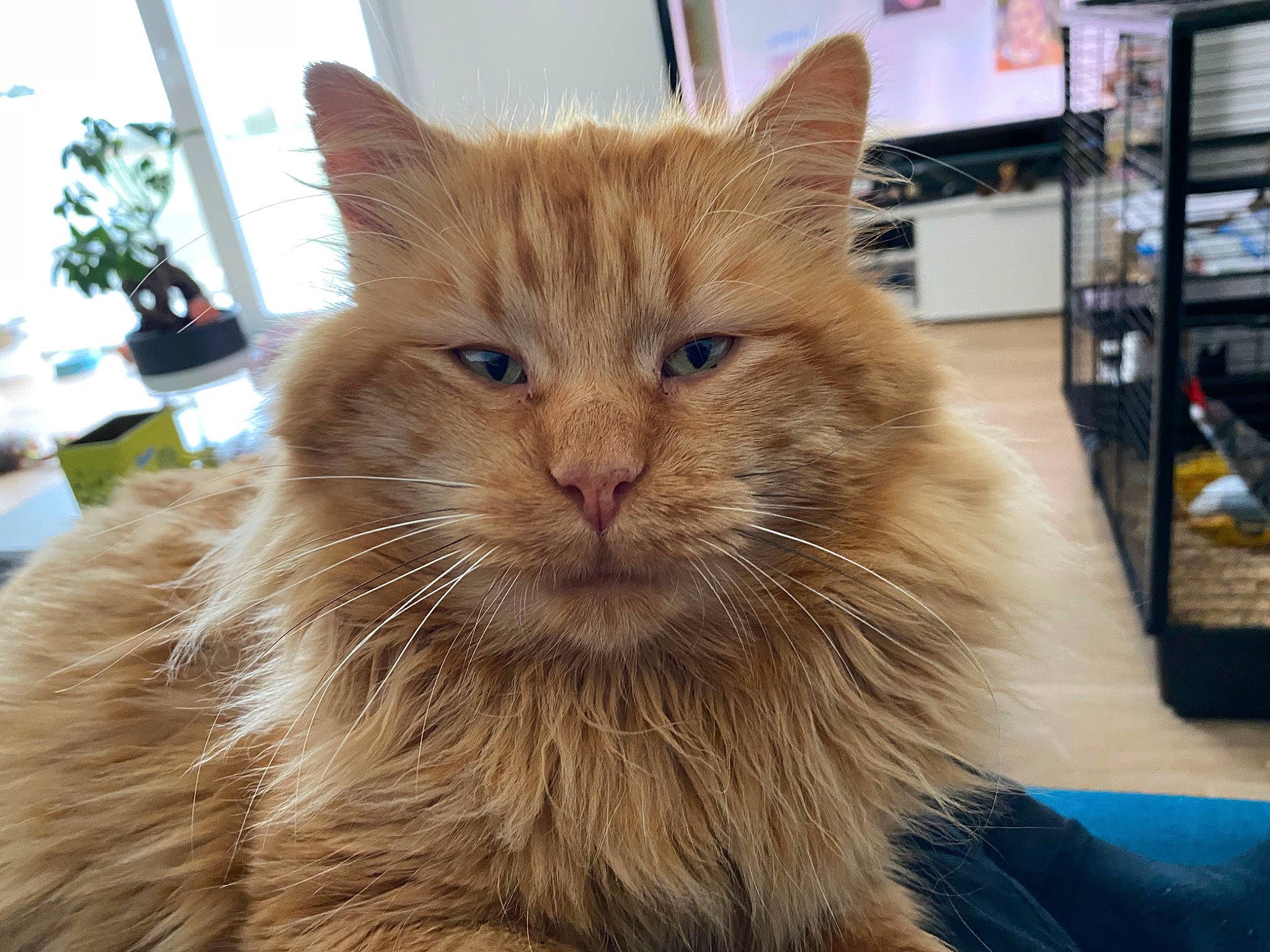 Simba participe au concours pour gagner de l'argent avec cette photo : british_longhair, carnivore, cat, claw, domestic_short_haired_cat, fawn, felidae, flowerpot, fur, houseplant, plant, shelf, small_to_medium_sized_cats, snout, street_light, tail, terrestrial_animal, whiskers, wood