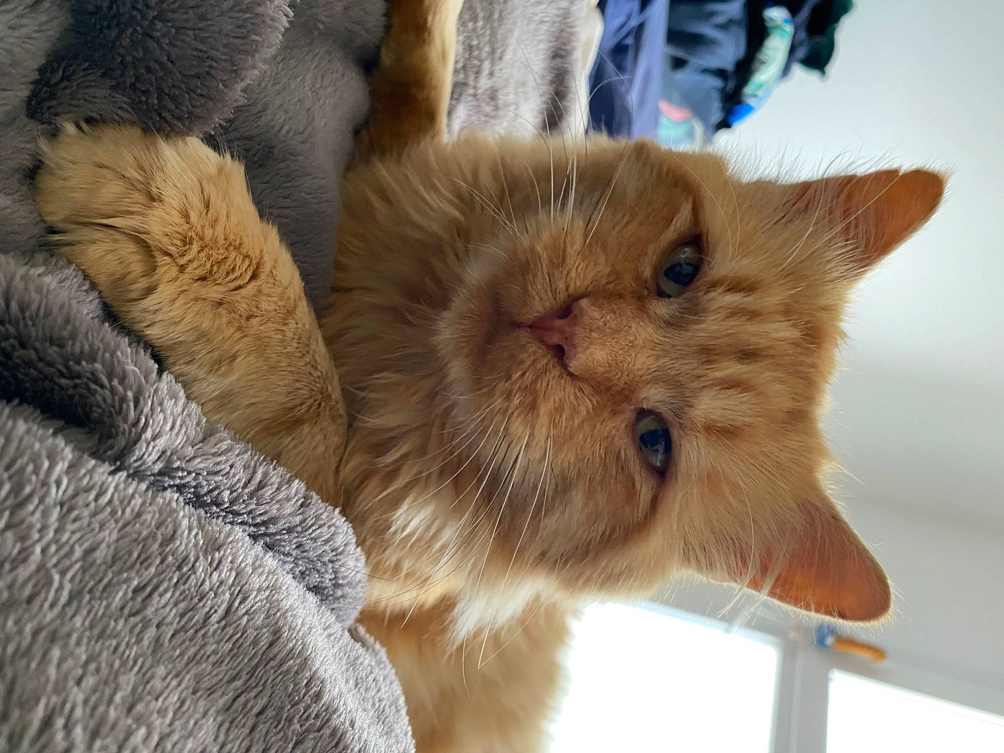 Simba a rejoint le concours — aidez-le/la à gagner de superbes lots ! carnivore, cat, claw, comfort, domestic_short_haired_cat, fawn, felidae, fur, paw, small_to_medium_sized_cats, snout, tail, terrestrial_animal, whiskers, window, wood