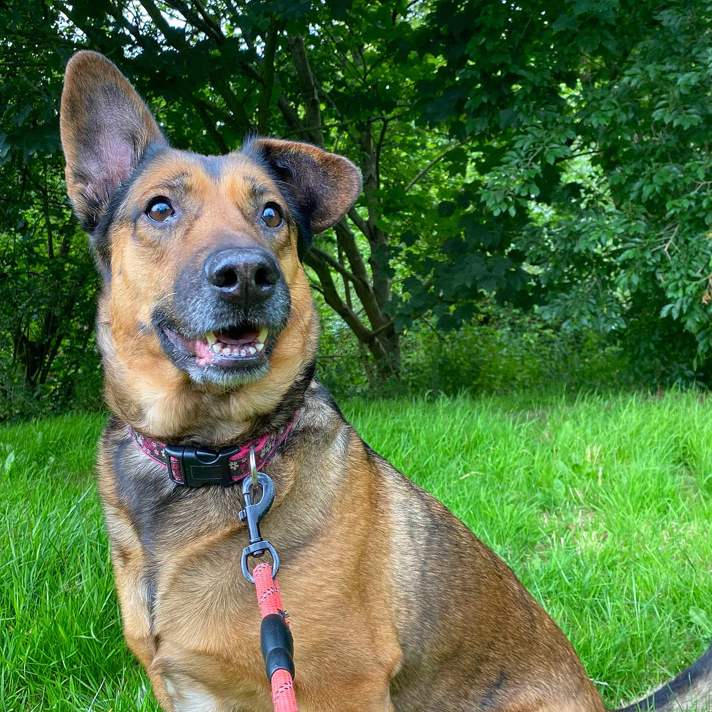 Athéna a rejoint le concours — aidez-le/la à gagner de superbes lots ! accessories, animal, canine, dog, field, germanshepherd, grass, grassland, hound, land, leash, nature, outdoors, pet, plant, puppy, strap, tree, vegetation, woodland