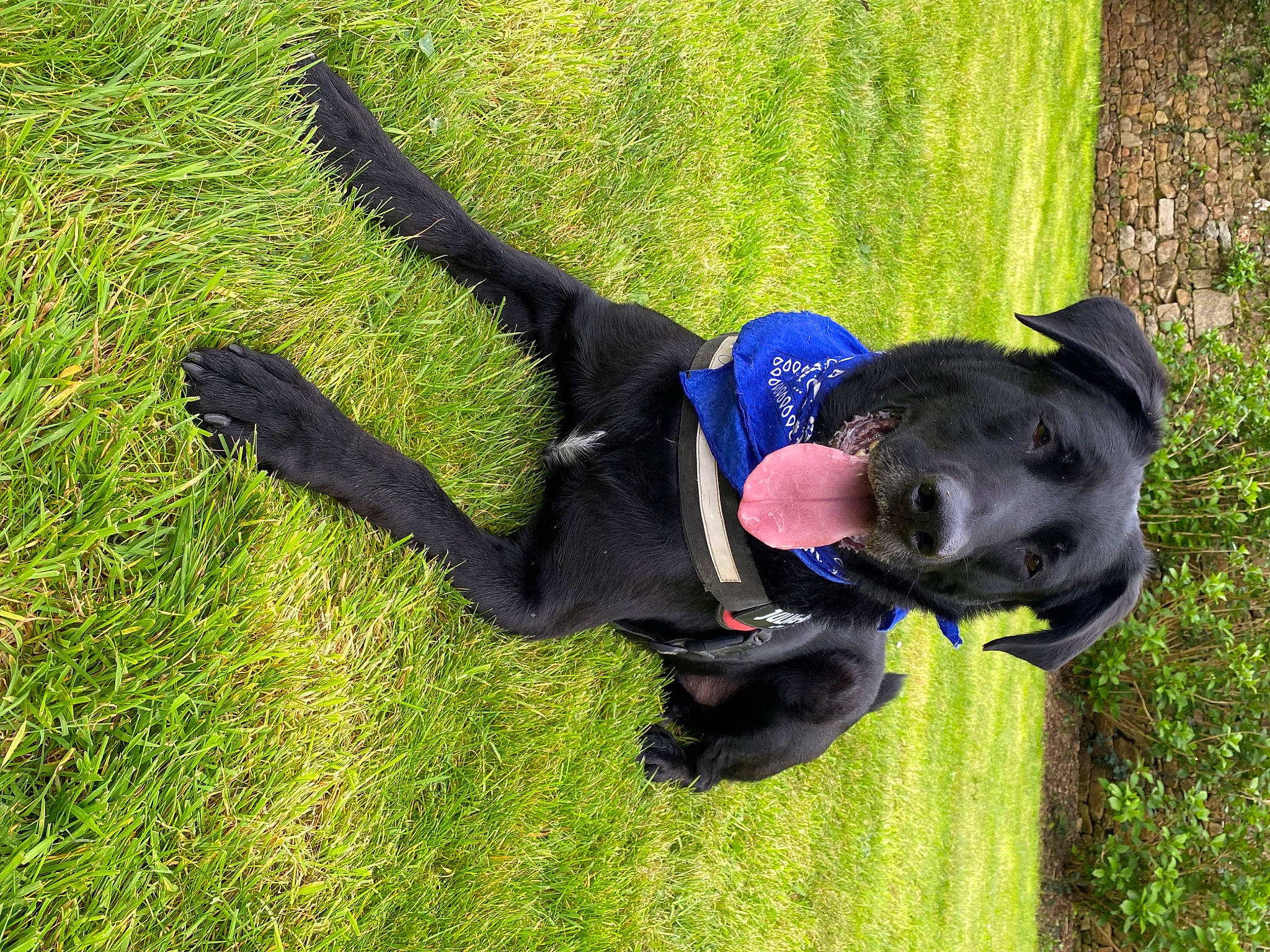 Eden a rejoint le concours — aidez-le/la à gagner de superbes lots ! canidae, carnivore, companion_dog, dog, dog_breed, electric_blue, grass, grassland, guard_dog, hat, hunting_dog, lawn, non_sporting_group, plant, recreation, shadow, sporting_group, tail, tree, working_animal