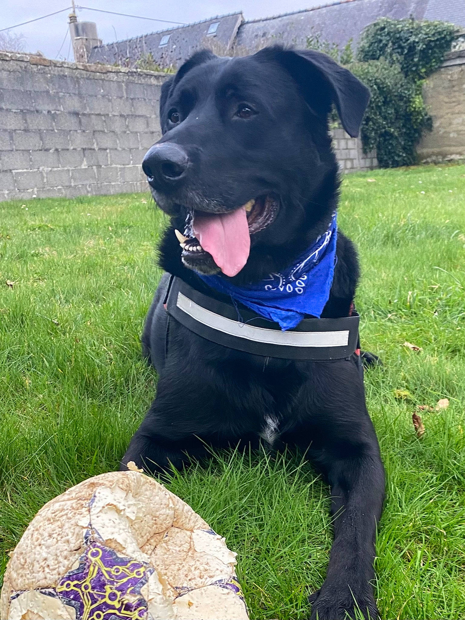 Eden participe au concours pour gagner de l'argent avec cette photo : borador, canidae, carnivore, collar, companion_dog, dog, dog_breed, dog_collar, dog_supply, electric_blue, fashion_accessory, grass, gun_dog, leash, personal_protective_equipment, plant, retriever, snout, whiskers, working_animal