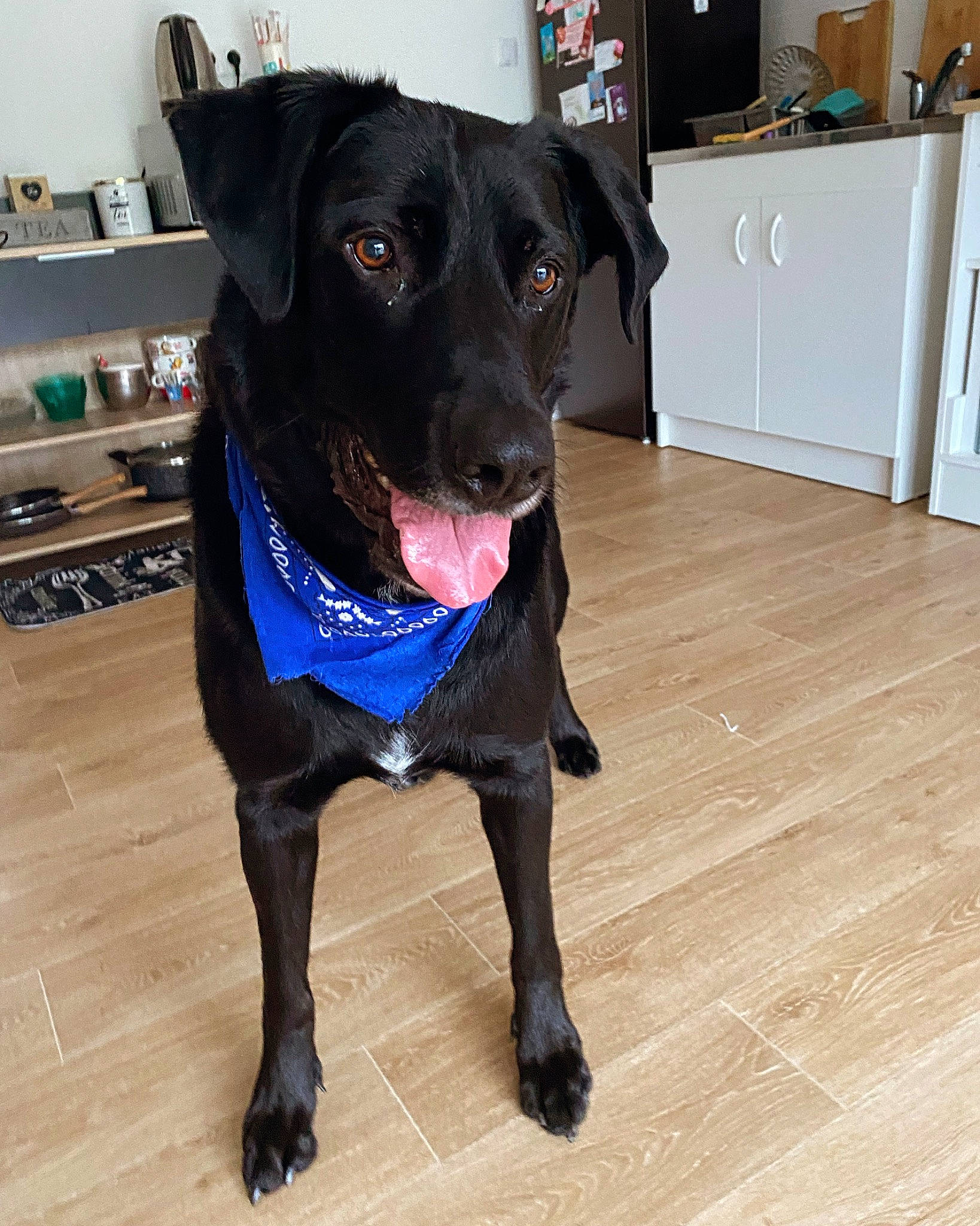 Eden participe au concours pour gagner de l'argent avec cette photo : borador, cabinetry, canidae, carnivore, collar, companion_dog, dog, dog_breed, dog_collar, drawer, electric_blue, fawn, flooring, fur, hardwood, pet_supply, snout, whiskers, wood, working_animal