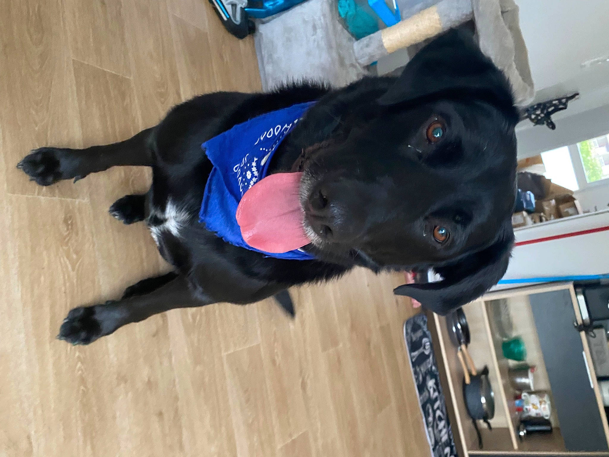 Eden a rejoint le concours — aidez-le/la à gagner de superbes lots ! carnivore, collar, companion_dog, dog, dog_breed, dog_collar, dog_supply, electric_blue, flooring, fur, hardwood, laminate_flooring, personal_protective_equipment, pet_supply, snout, sporting_group, wood, wood_flooring, wood_stain, working_animal