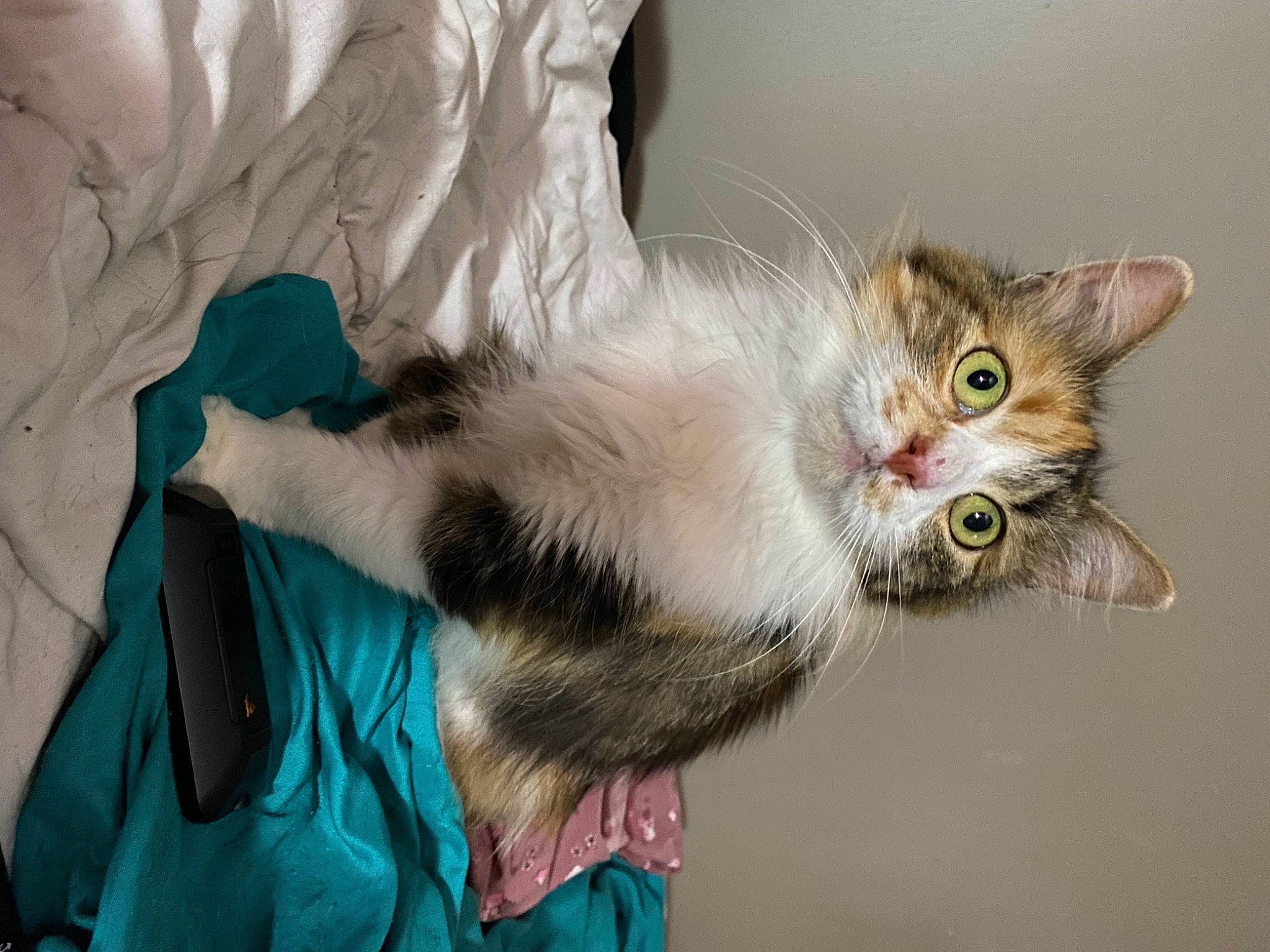 Lexie a rejoint le concours — aidez-le/la à gagner de superbes lots ! carnivore, cat, cat_toy, claw, domestic_short_haired_cat, fawn, felidae, foot, fur, gesture, paw, small_to_medium_sized_cats, snout, tail, whiskers