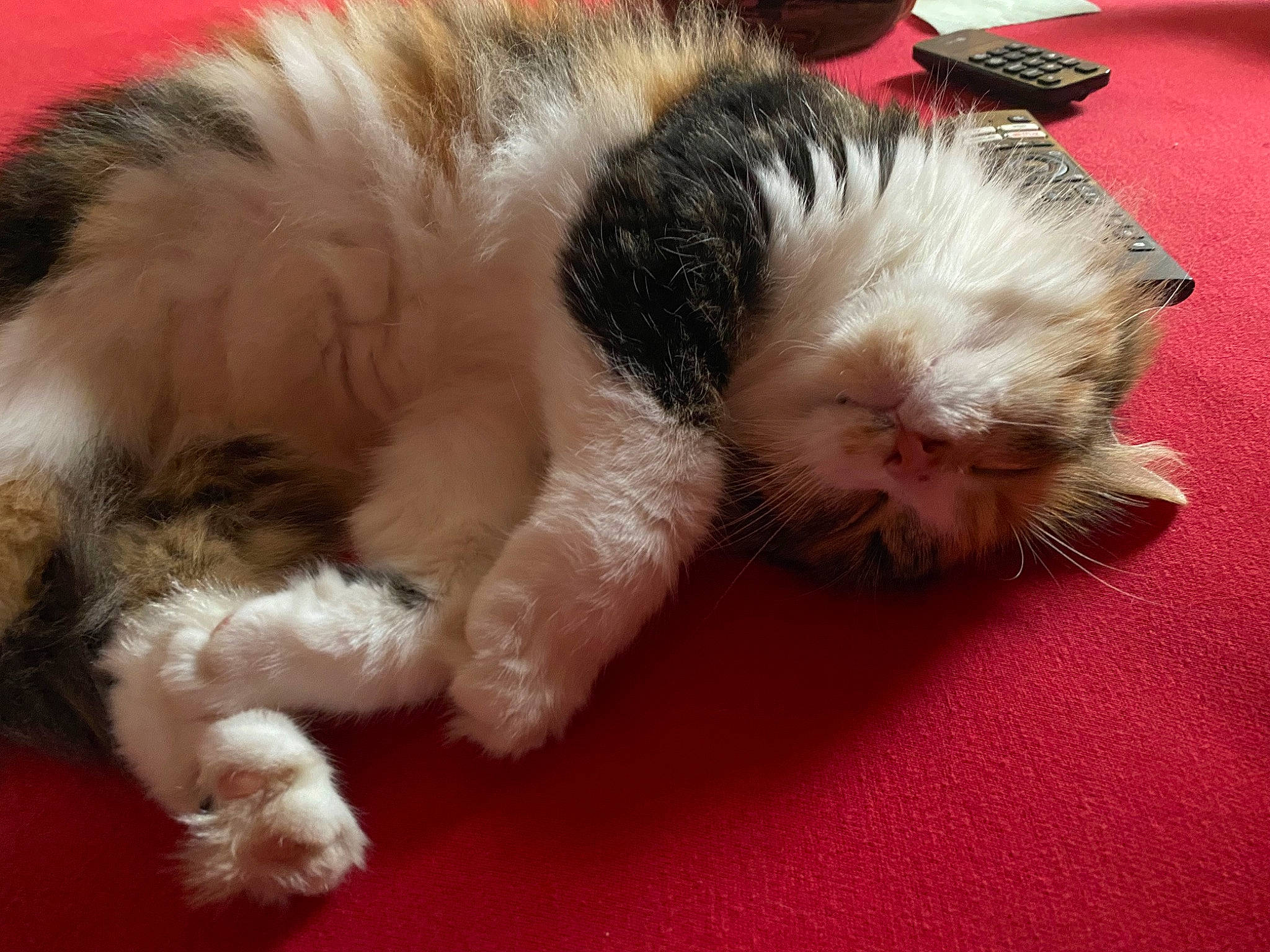 Lexie a rejoint le concours — aidez-le/la à gagner de superbes lots ! carnivore, cat, claw, comfort, companion_dog, dog_breed, domestic_short_haired_cat, fawn, felidae, flooring, foot, fur, nap, paw, small_to_medium_sized_cats, snout, tail, toe, whiskers