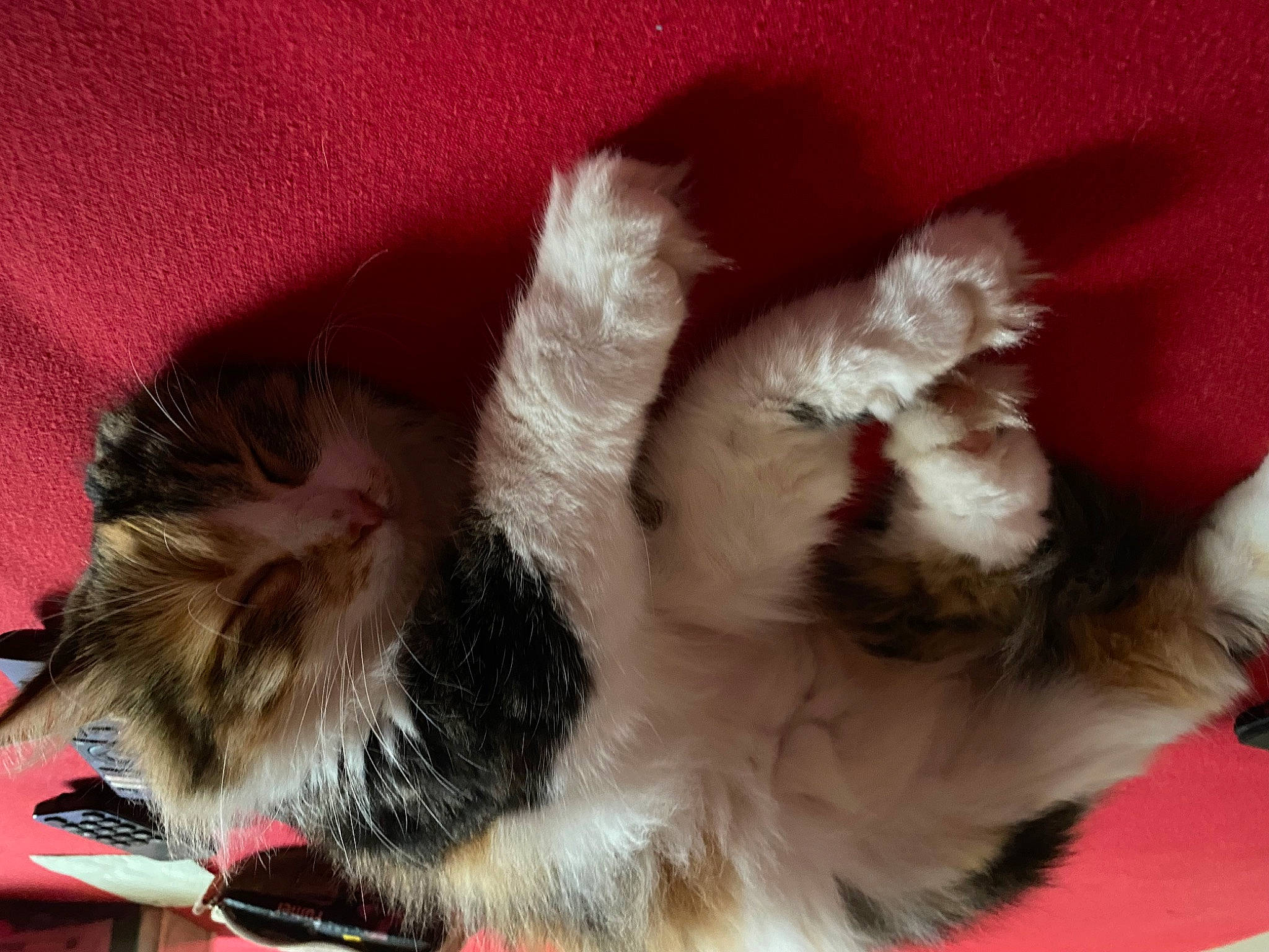 Lexie a rejoint le concours — aidez-le/la à gagner de superbes lots ! canidae, carnivore, cat_supply, claw, comfort, companion_dog, dog_breed, fawn, felidae, fur, liver, nap, paw, shih_tzu, small_to_medium_sized_cats, snout, sporting_group, tail, whiskers, working_animal