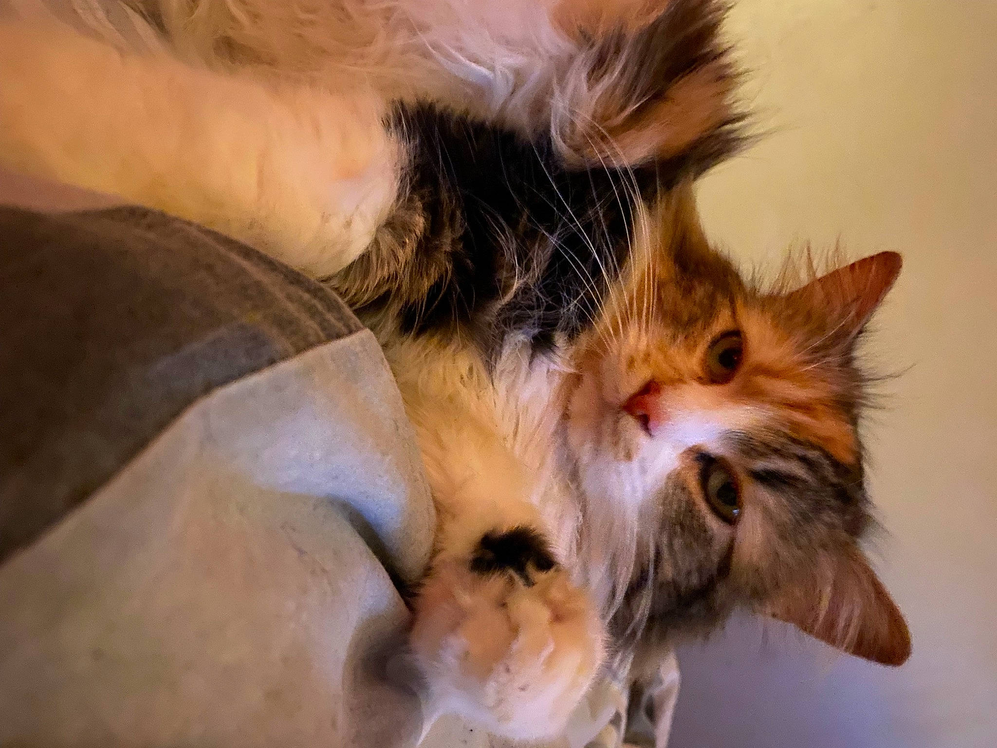 Lexie a rejoint le concours — aidez-le/la à gagner de superbes lots ! bed, canidae, carnivore, cat, claw, domestic_short_haired_cat, ear, eye, eyelash, fawn, felidae, fur, gesture, paw, small_to_medium_sized_cats, snout, tail, whiskers, wildlife, wood