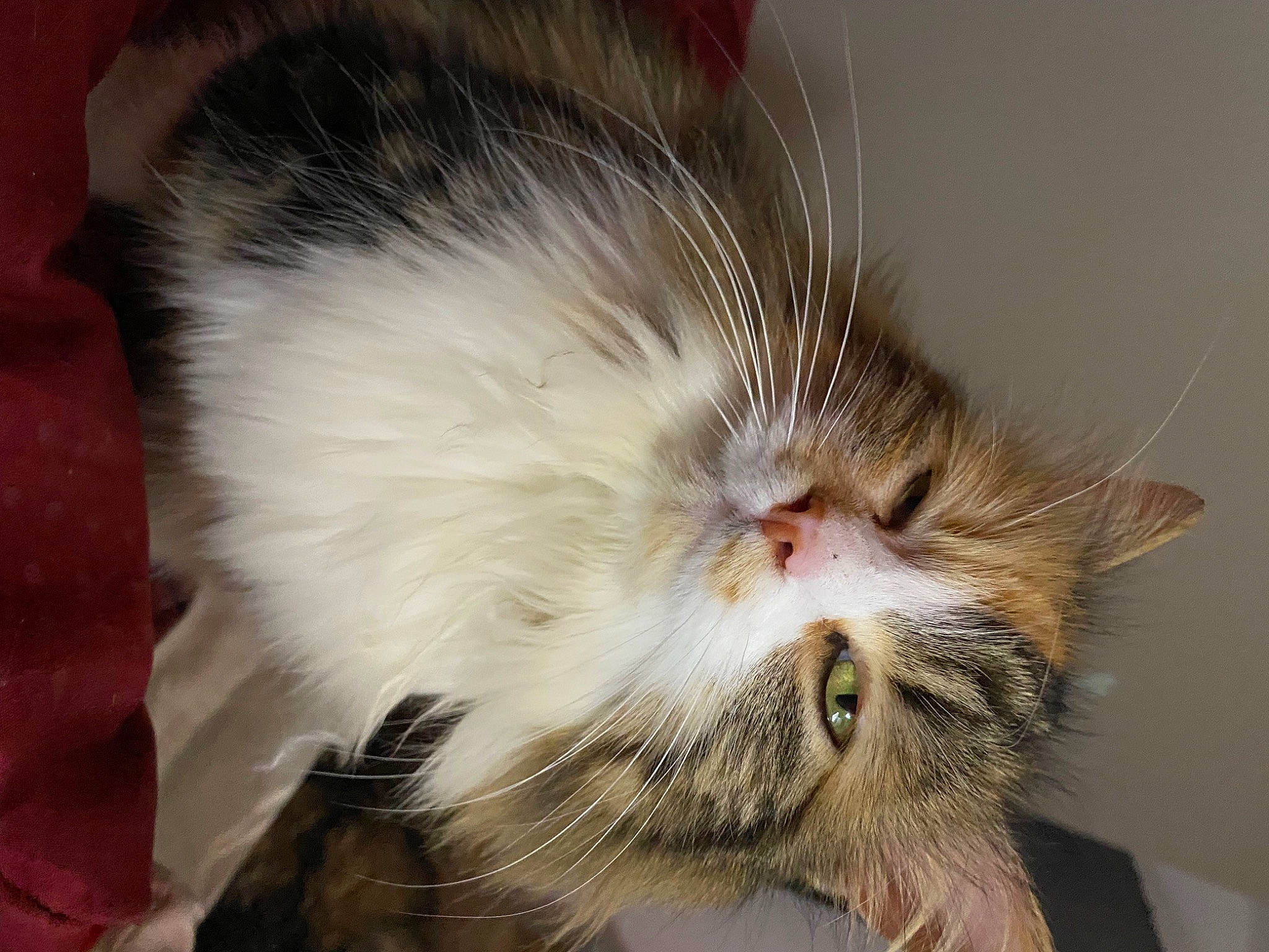 Lexie participe au concours pour gagner de l'argent avec cette photo : carnivore, cat, claw, comfort, domestic_short_haired_cat, ear, fawn, felidae, fur, natural_material, paw, small_to_medium_sized_cats, snout, terrestrial_animal, whiskers