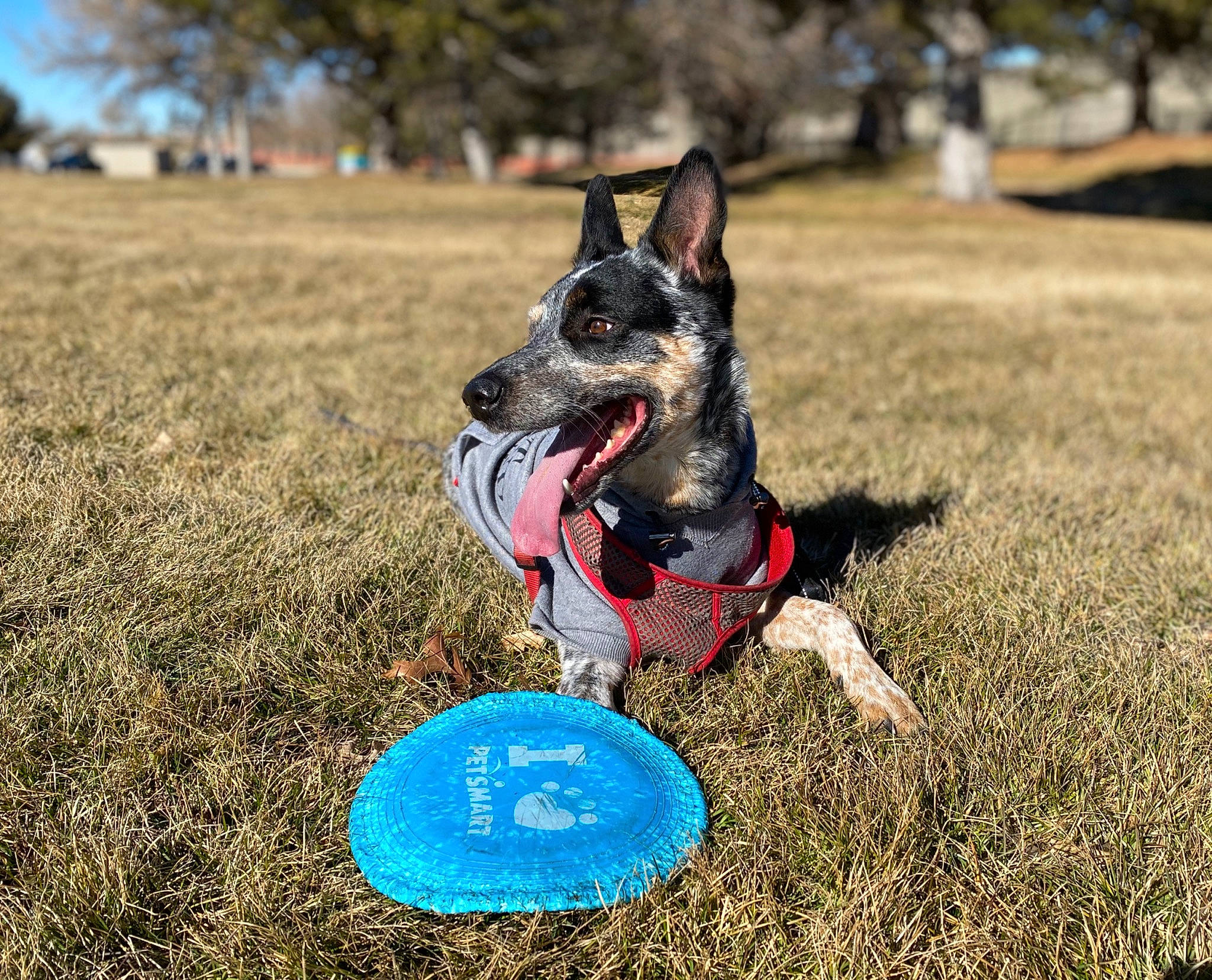 Blu Larson joined the competition — help win amazing prizes! australian_cattle_dog, australian_kelpie, ball, canidae, carnivore, disc_dog, dog, dog_breed, flying_disc, frisbee_games, mammal, obedience_training, rally_obedience, rat_terrier, working_dog
