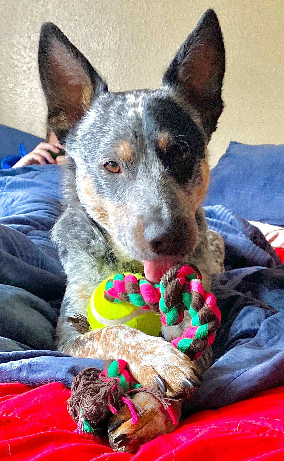 Blu Larson joined the competition — help win amazing prizes! australian_cattle_dog, australian_kelpie, australian_stumpy_tail_cattle_dog, canidae, carnivore, dog, dog_breed, dog_collar, dog_toy, formosan_mountain_dog, koolie, mammal, teddy_roosevelt_terrier, texas_heeler, vertebrate, working_dog