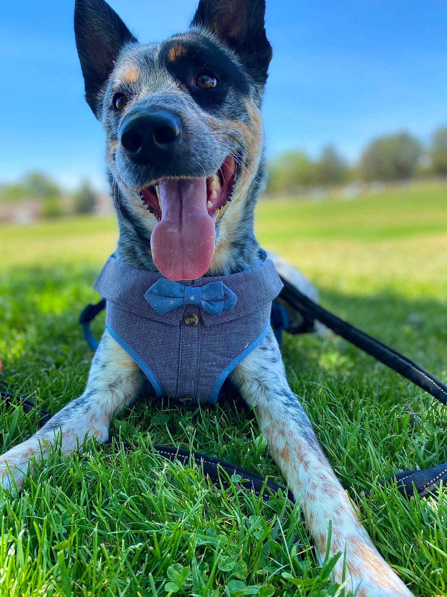 Blu Larson is registered to the contest to win money with this photo: australian_cattle_dog, australian_stumpy_tail_cattle_dog, canidae, carnivore, dog, dog_breed, grass, herding_dog, mammal, obedience_training, rare_breed_dog, snout, texas_heeler, vertebrate, working_dog