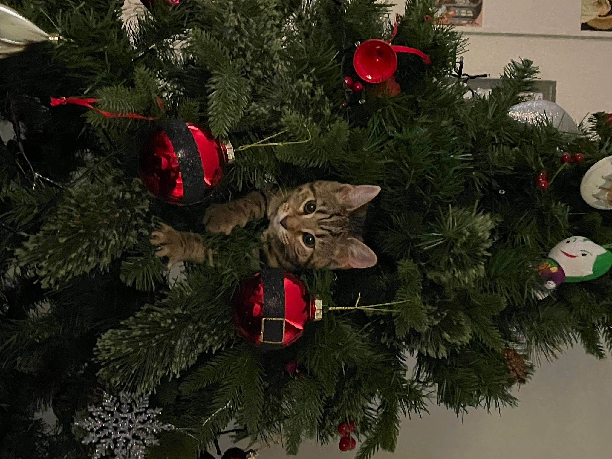 Akira is registered to the contest to win money with this photo: branch, cat, christmas, christmas_decoration, christmas_ornament, christmas_tree, conifer, event, evergreen, holiday, holiday_ornament, interior_design, leaf, ornament, plant, red, tradition, tree, twig, woody_plant