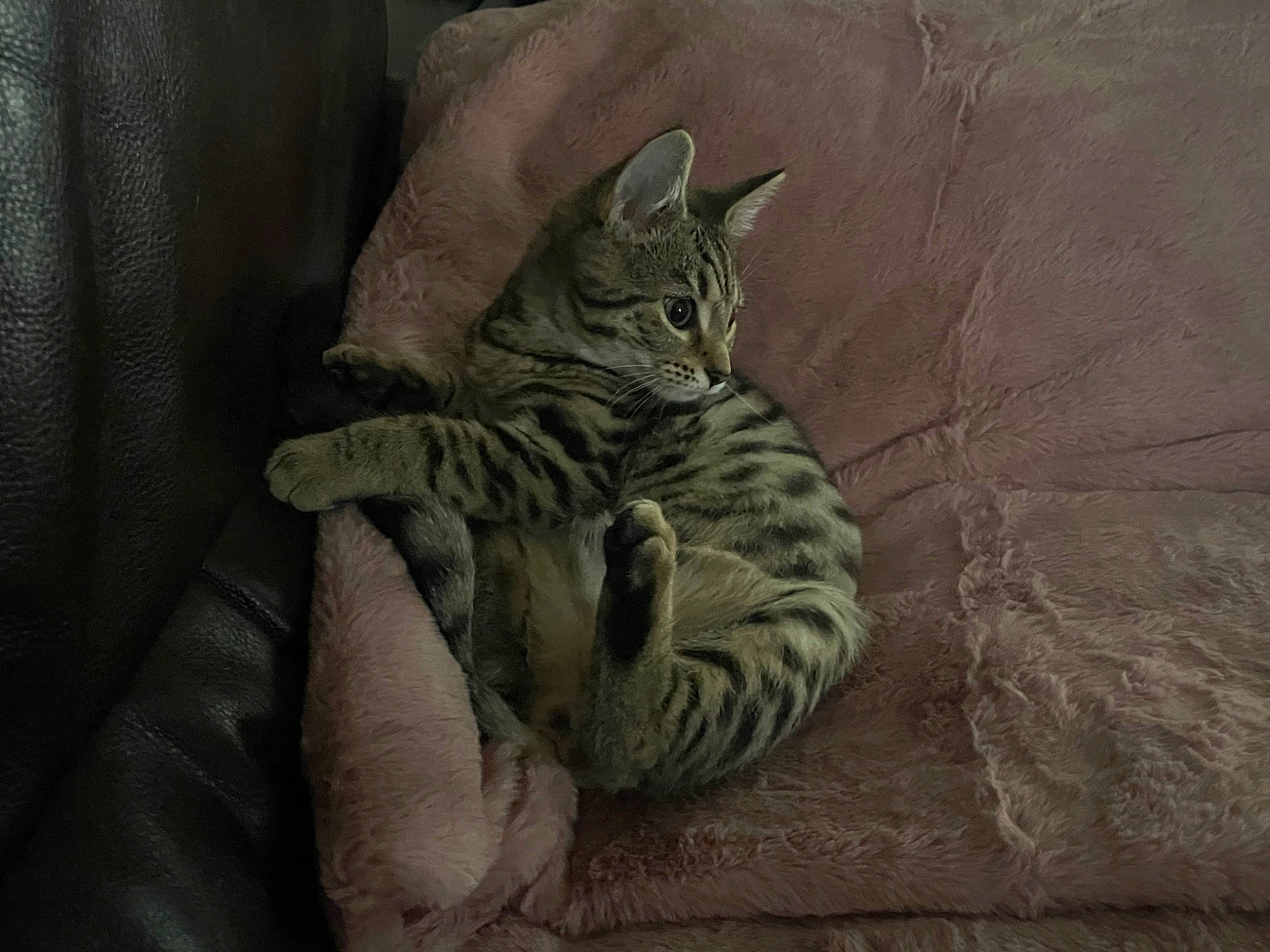 Akira joined the competition — help win amazing prizes! bed, bedding, carnivore, cat, comfort, darkness, domestic_short_haired_cat, fawn, felidae, fur, grey, linens, paw, small_to_medium_sized_cats, snout, tail, terrestrial_animal, textile, whiskers, wildlife