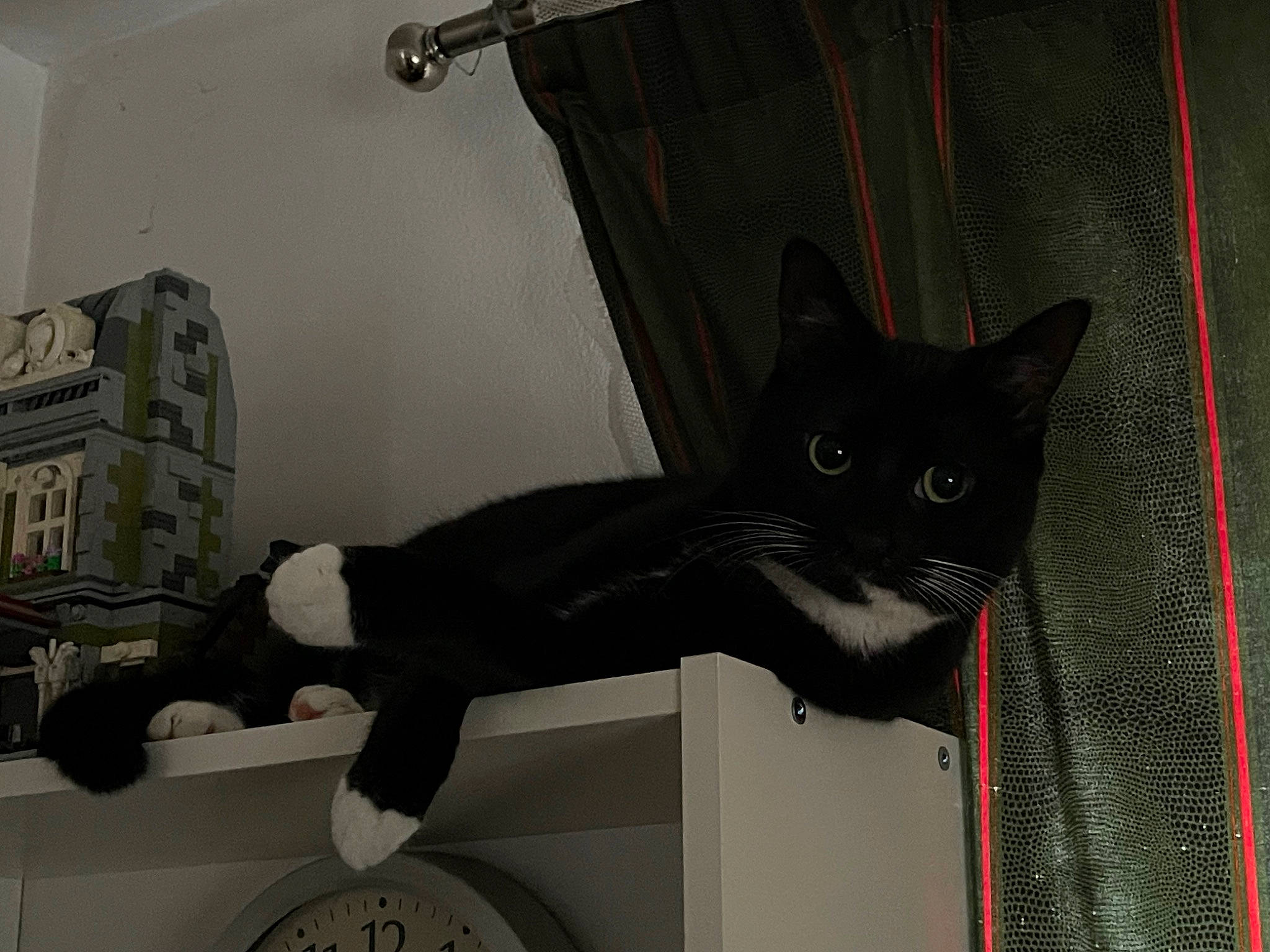 Blue is registered to the contest to win money with this photo: black_cat, carnivore, cat, domestic_short_haired_cat, felidae, fur, grey, room, shelf, small_to_medium_sized_cats, tail, whiskers