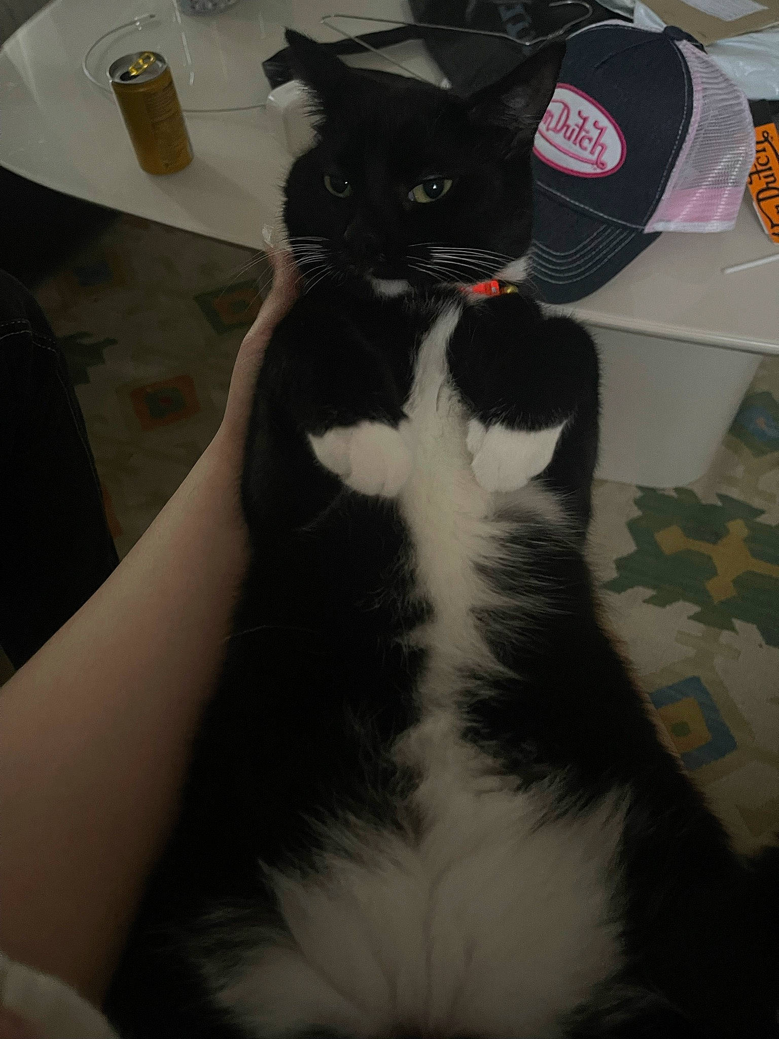 Blue is registered to the contest to win money with this photo: box, carnivore, cat, domestic_short_haired_cat, felidae, flooring, formal_wear, fur, monochrome_photography, packaging_and_labeling, serveware, small_to_medium_sized_cats, snout, tail, whiskers