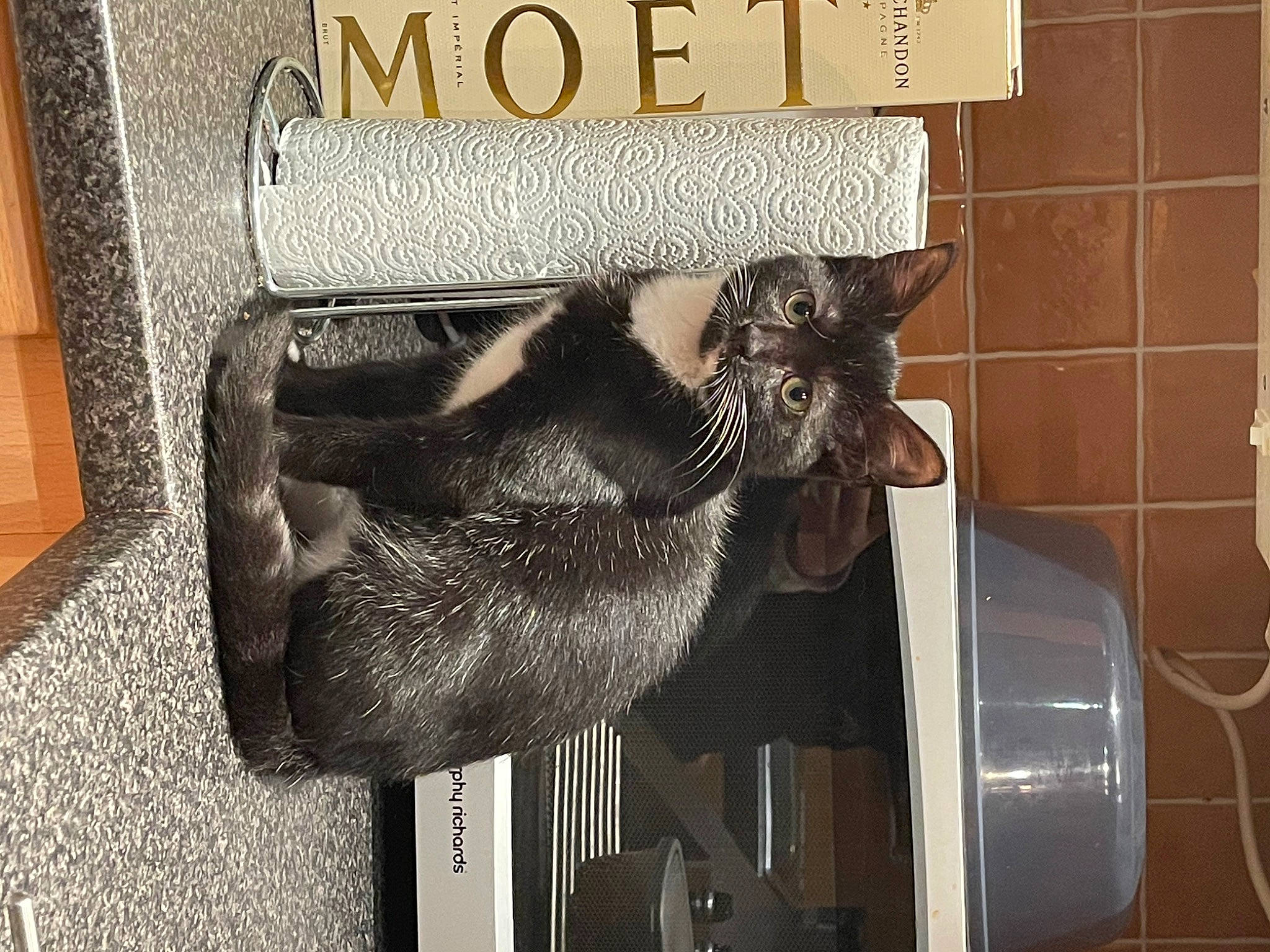 Blue is registered to the contest to win money with this photo: art, cat, chair, domestic_short_haired_cat, fashion_accessory, felidae, font, fur, metal, room, sculpture, small_to_medium_sized_cats, snout, tail, whiskers, wood