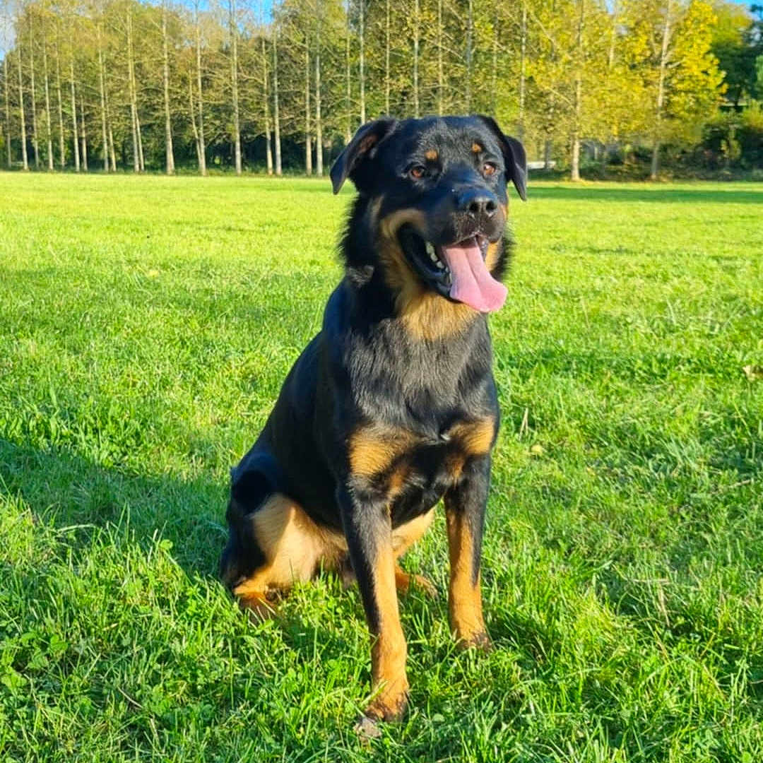 Arrow a rejoint le concours — aidez-le/la à gagner de superbes lots ! animal, canine, dog, field, germanshepherd, grass, grassland, green, hound, land, lawn, nature, outdoors, park, pet, plant, puppy, tree, vegetation, yard