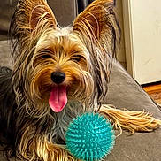 Maverick joined the competition — help win amazing prizes! dog, pet, animal, tongue_out, ears, fur, couch, toy, blue_ball, indoor, cute, happy, playful, small_dog, long_hair, snout, paw, relaxed, canine, companion
