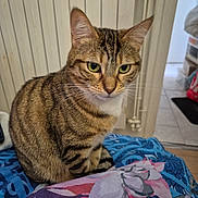 Rose participe au concours pour gagner de l'argent avec cette photo : tabby_cat, cat, pet, animal, indoor, feline, striped, whiskers, ears, green_eyes, curious, sitting, blanket, floral_pattern, radiator, home, cozy, fur, domestic_cat, portrait