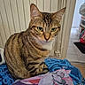 tabby_cat, cat, pet, animal, indoor, feline, striped, whiskers, ears, green_eyes, curious, sitting, blanket, floral_pattern, radiator, home, cozy, fur, domestic_cat, portrait