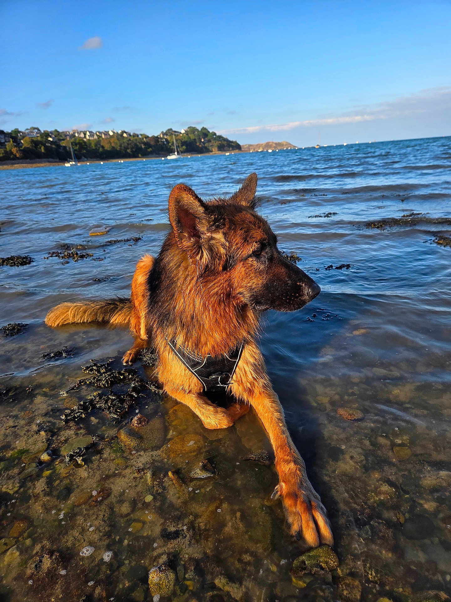 Savio a rejoint le concours — aidez-le/la à gagner de superbes lots ! dog, german_shepherd, water, shoreline, rocks, seaweed, outdoor, nature, canine, pet, animal, blue_sky, calm, sunlight, wet_fur, beach, coast, landscape, daytime, relaxed
