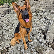 Savio a rejoint le concours — aidez-le/la à gagner de superbes lots ! dog, german_shepherd, animal, pet, outdoor, rocks, barnacles, nature, tongue_out, ears_up, fur, canine, happy, sitting, collar, daylight, sky, clouds, landscape, wildlife