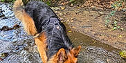 Savio a rejoint le concours — aidez-le/la à gagner de superbes lots ! dog, german_shepherd, water, stream, forest, nature, outdoor, animal, canine, wet, drinking, playful, greenery, trees, earth, leaves, daylight, fur, harness, wildlife
