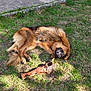 Savio participe au concours pour gagner de l'argent avec cette photo : dog, grass, bone, playful, outdoor, pet, canine, smiling, fur, animal, happy, nature, relaxed, sunlight, paw, chewing, tongue, muzzle, tail, resting
