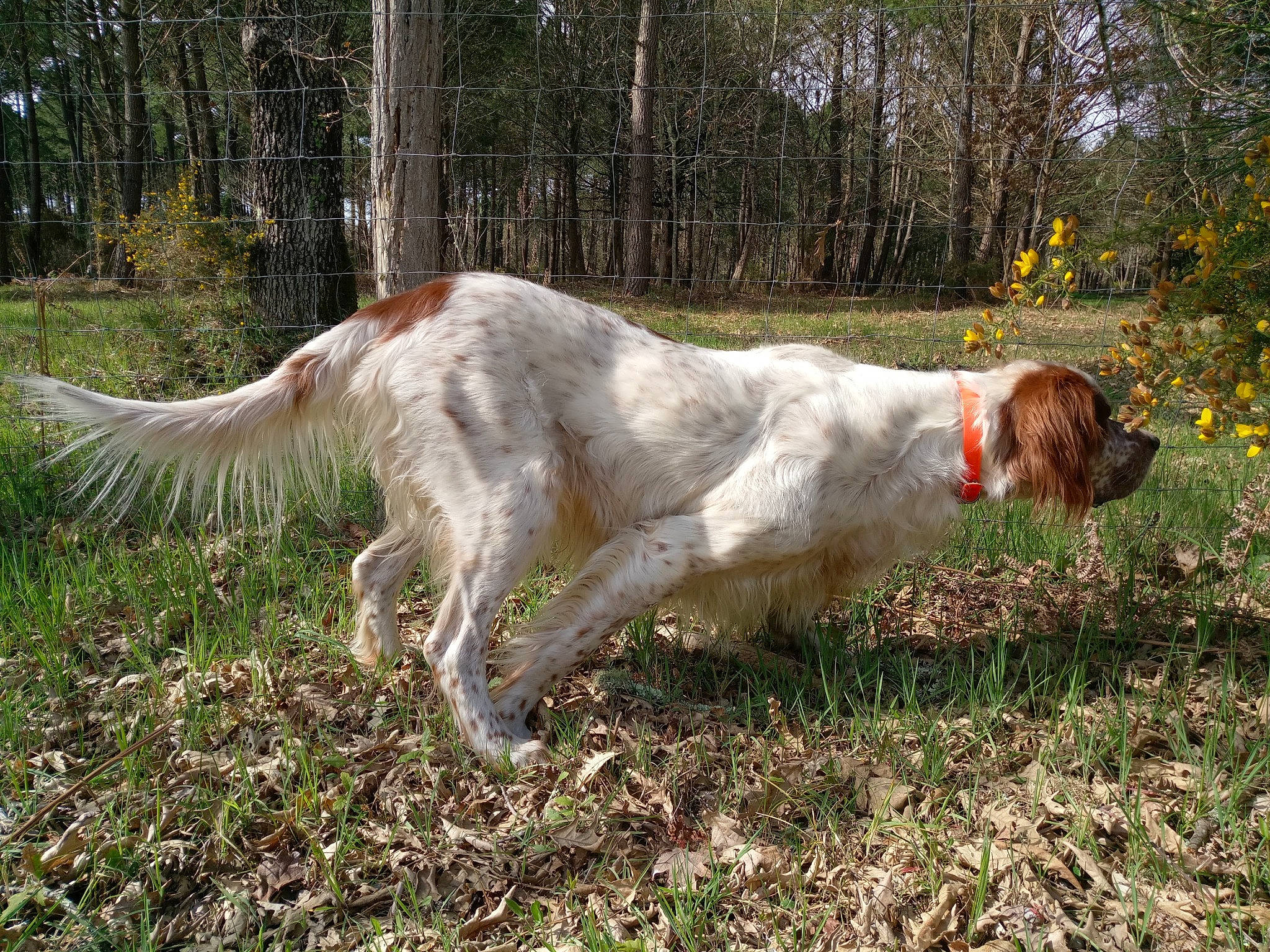 Falco a rejoint le concours — aidez-le/la à gagner de superbes lots ! canidae, carnivore, companion_dog, dog, dog_breed, fawn, grass, grassland, gun_dog, liver, pasture, plant, pointing_breed, retriever, snout, sporting_group, tail, terrestrial_animal, tree, working_animal