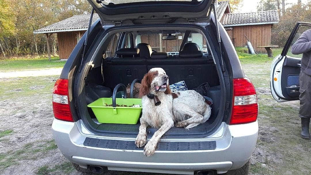 Falco participe au concours pour gagner de l'argent avec cette photo : automotive_design, automotive_exterior, automotive_lighting, automotive_tail_brake_light, bumper, car, carnivore, companion_dog, dog, dog_breed, fawn, land_vehicle, motor_vehicle, parking, plant, sport_utility_vehicle, trunk, vehicle, vehicle_door, vehicle_registration_plate