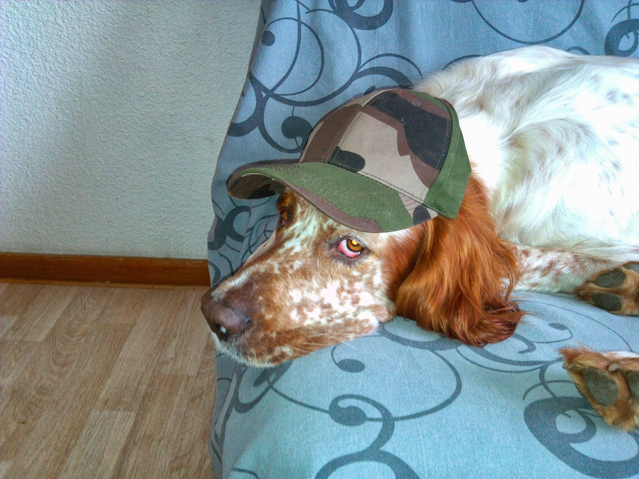 Falco a rejoint le concours — aidez-le/la à gagner de superbes lots ! canidae, carnivore, collar, companion_dog, dog, dog_breed, dog_collar, dog_supply, fawn, gun_dog, hardwood, hat, liver, pet_supply, pointing_breed, spaniel, sporting_group, whiskers, wood, working_animal