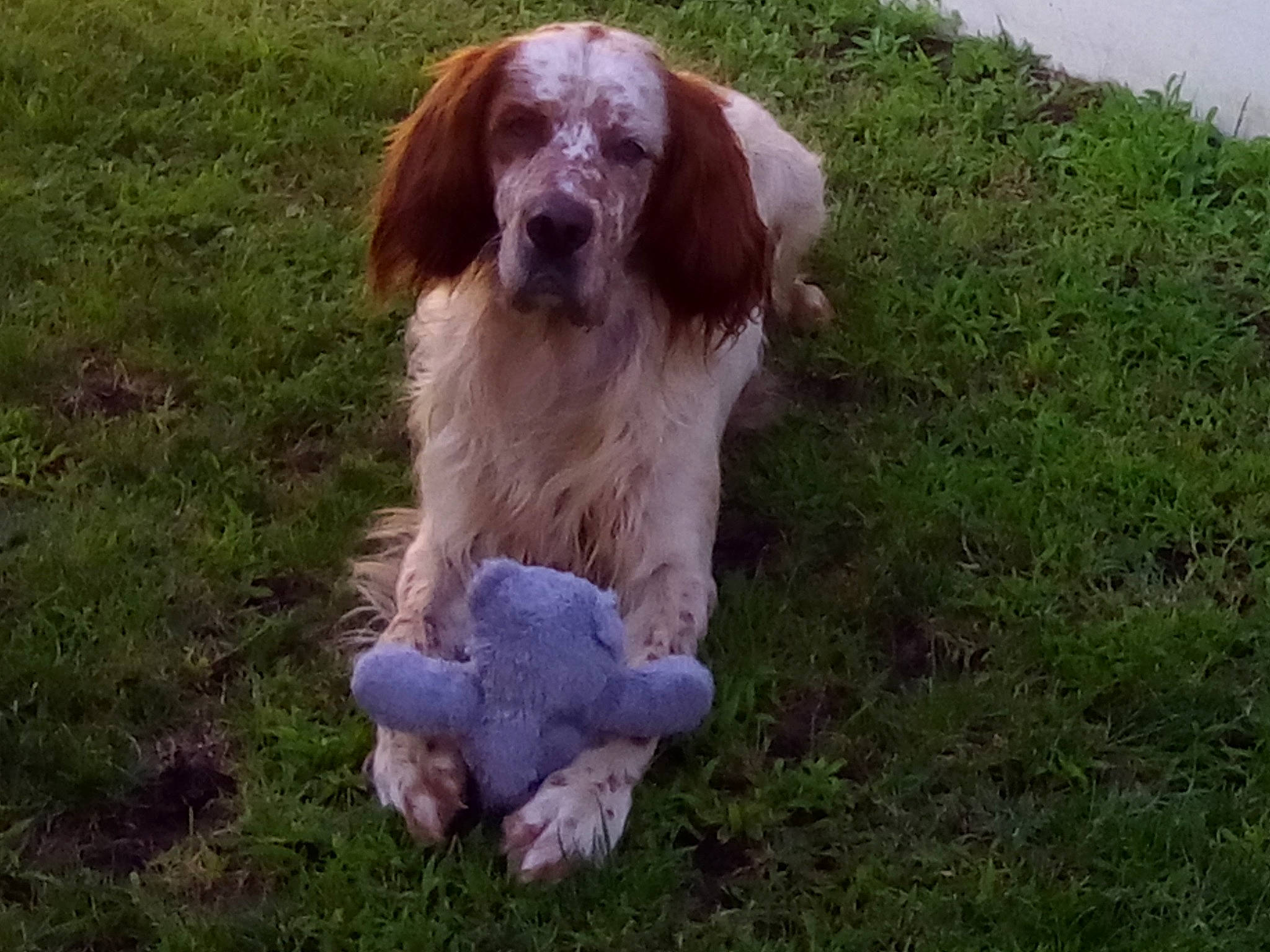 Falco participe au concours pour gagner de l'argent avec cette photo : canidae, carnivore, companion_dog, dog, dog_breed, fawn, fur, grass, gun_dog, hunting_dog, liver, plant, snout, spaniel, sporting_group, working_animal