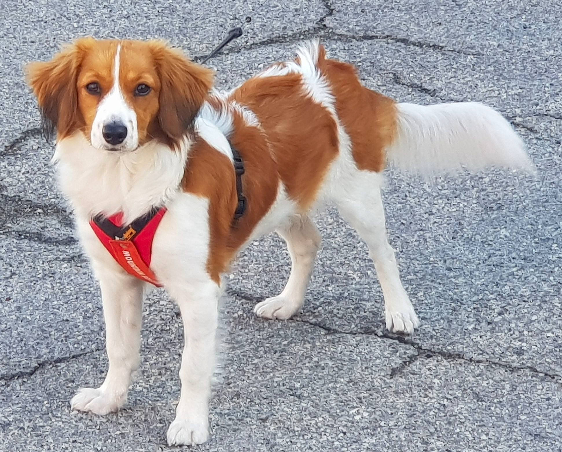 Poplyka a rejoint le concours — aidez-le/la à gagner de superbes lots ! ancient_dog_breeds, asphalt, canidae, carnivore, collar, companion_dog, dog, dog_breed, fawn, fur, hunting_dog, leash, liver, paw, road_surface, sporting_group, tail, working_dog