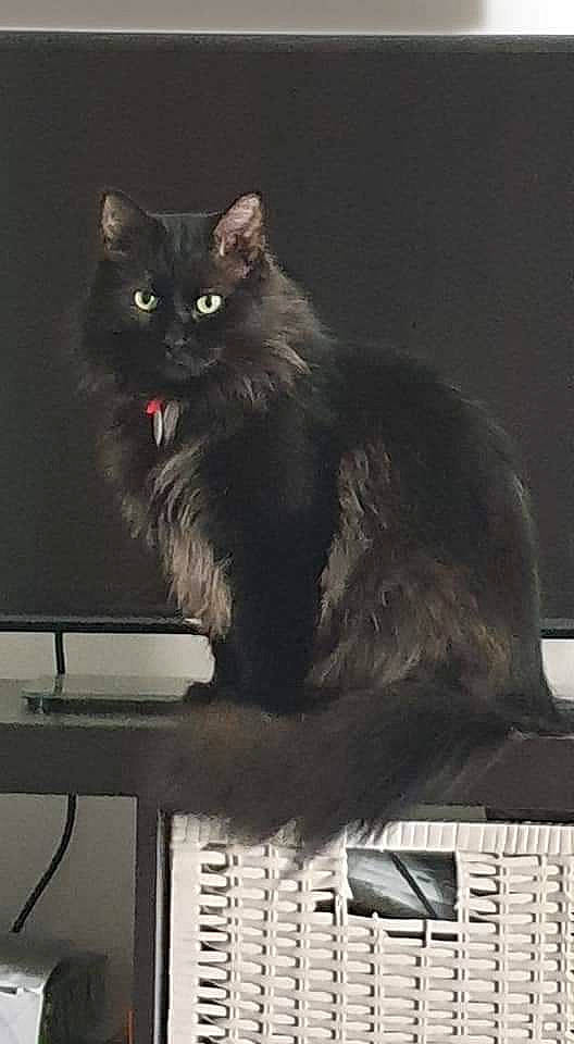 Deca a rejoint le concours — aidez-le/la à gagner de superbes lots ! asian_semi_longhair, black_cat, british_longhair, british_semi_longhair, carnivore, cat, domestic_long_haired_cat, domestic_short_haired_cat, felidae, nebelung, norwegian_forest_cat, persian, siberian, small_to_medium_sized_cats, tail, turkish_angora, whiskers