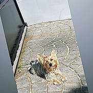 Mya a rejoint le concours — aidez-le/la à gagner de superbes lots ! dog, yorkshire_terrier, small_dog, pet, outdoor, pavement, stone_tiles, sunlight, shadow, fur, cute, relaxed, lying_down, gate, wall, patterned_floor, portrait, backyard, candid, daylight