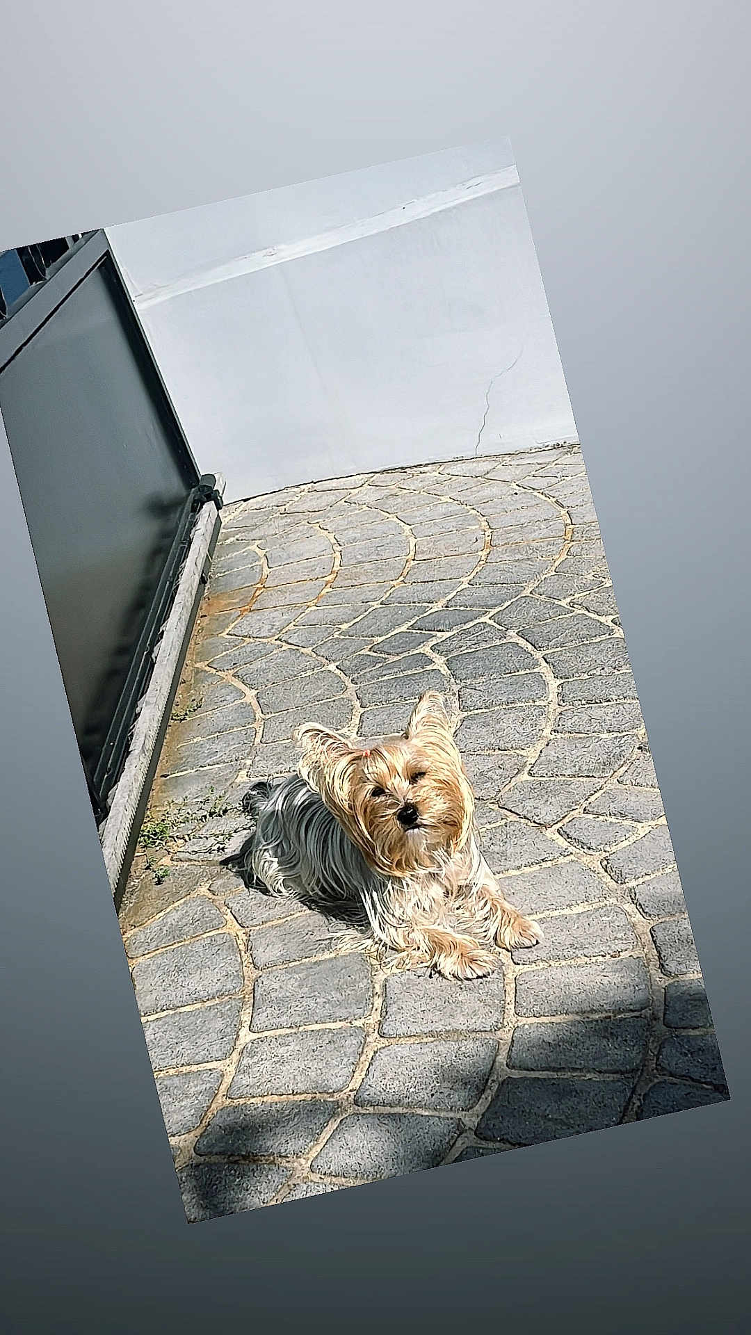Mya a rejoint le concours — aidez-le/la à gagner de superbes lots ! dog, yorkshire_terrier, small_dog, pet, outdoor, pavement, stone_tiles, sunlight, shadow, fur, cute, relaxed, lying_down, gate, wall, patterned_floor, portrait, backyard, candid, daylight