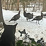 backyard, birds, cat, decor, feathers, flock, gaze, glass, indoor, nature, outdoor, pet, plant, silhouette, snow, trees, turkey, wildlife, window, winter