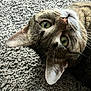 animal, carpet, cat, close_up, curious, domestic, ear, fur, green_eyes, head_tilt, indoor, lying_down, nose, pet, playful, portrait, sleepy, tabby_cat, textured_carpet, whiskers